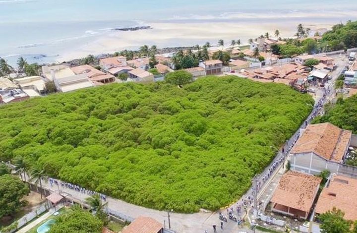 Nordeste tem a maior árvore frutífera do mundo e é um cajueiro