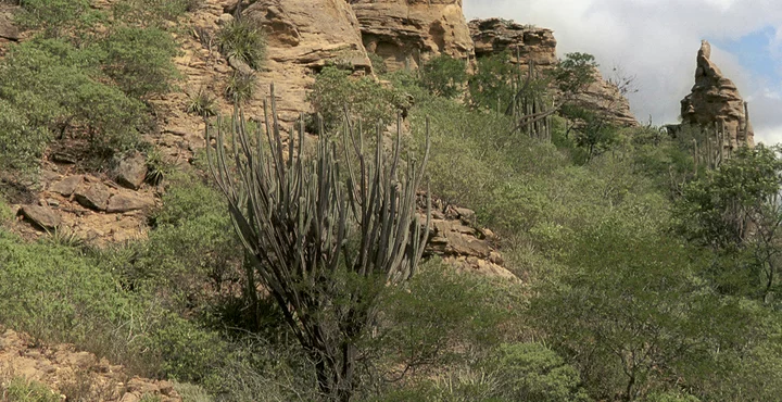 Nordeste Quer Cria O Do Fundo Da Caatinga Para Preservar Bioma