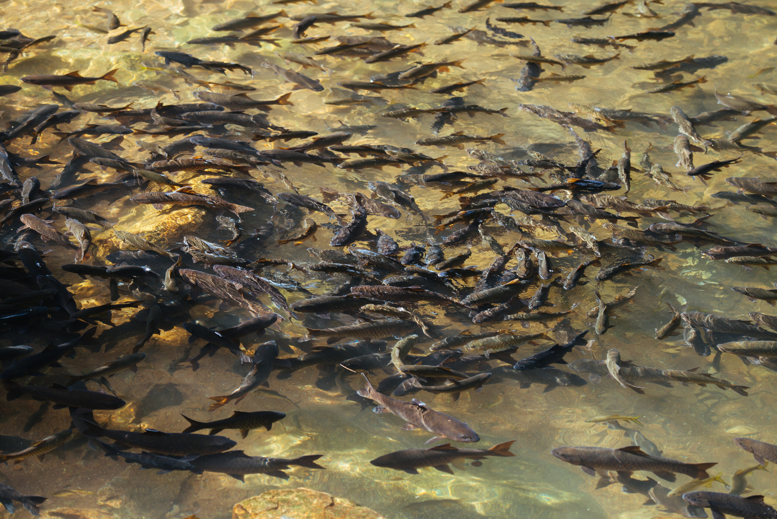 Oeste da Bahia concentra a segunda maior produção de peixes do Nordeste