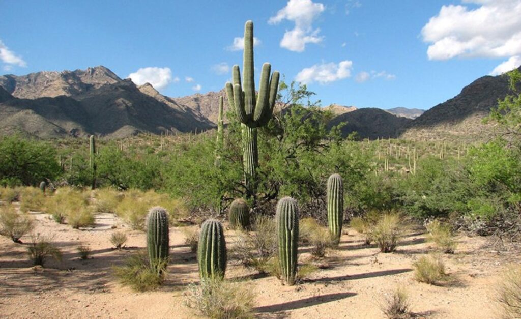 caatinga