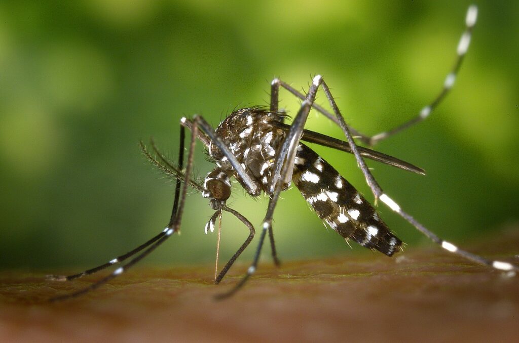 mosquito da dengue