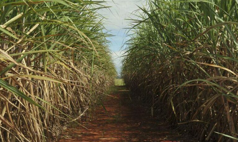 cana-de-acucar- foto Agência Brasil