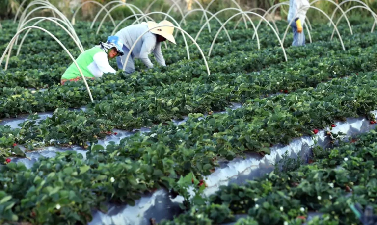 agricultura