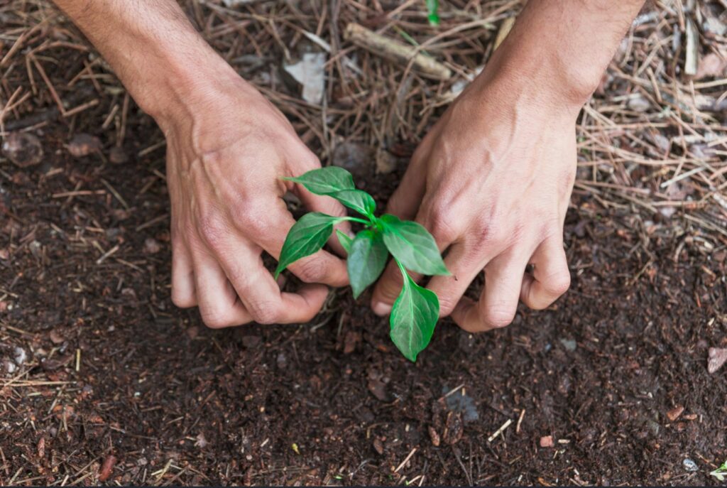 plantando arvore