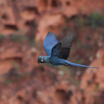 Ameacada-de-extincao-arara-azul-de-lear-vira-simbolo-do-turismo-de-observacao-de-aves-da-Bahia-Foto-Tatiana-Azeviche-SeturBA