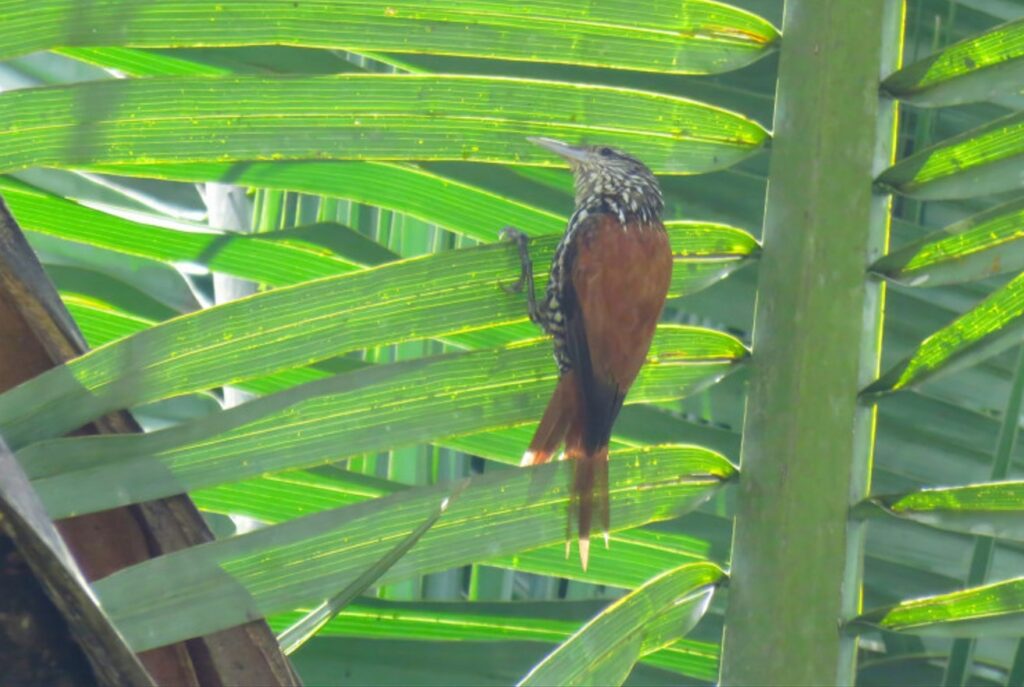 limpa-folha-do-buriti