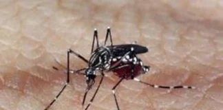 aedes_dengue_1