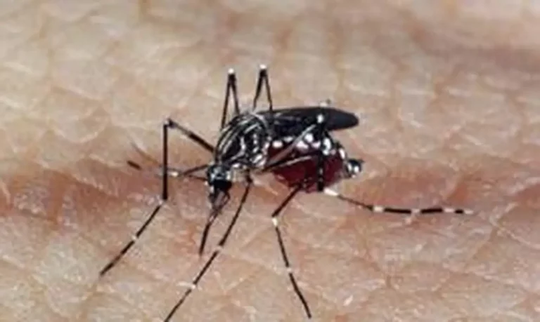 aedes_dengue_1
