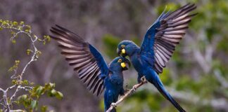 arara-azul-de-lear_foto-araquem-alcantara-jeremoabo-bahia