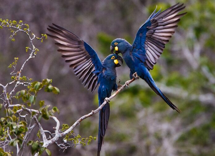 arara-azul-de-lear_foto-araquem-alcantara-jeremoabo-bahia