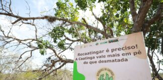 Reunião Caatinga Lina Magalí GOVBA