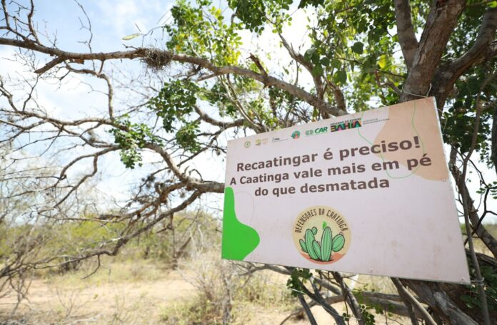 Reunião Caatinga Lina Magalí GOVBA