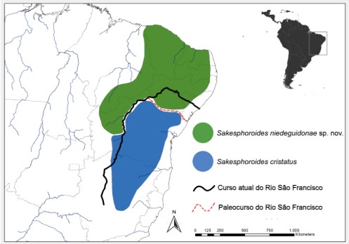 Mapa da distribuição da espécie choca-do-nordeste-de-cauda-barrada (em verde) – Arquivo dos pesquisadores/Adaptado