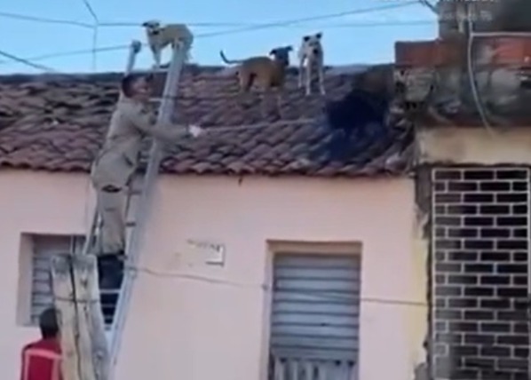 cachorros no telhado de Sousa