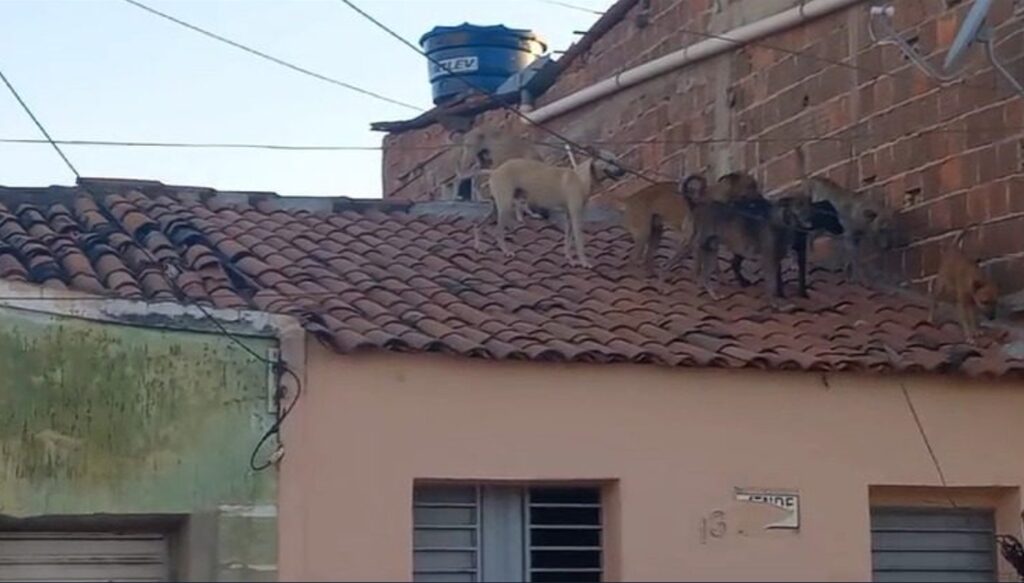 cachorros invadem telhado