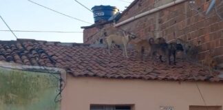 cachorros invadem telhado