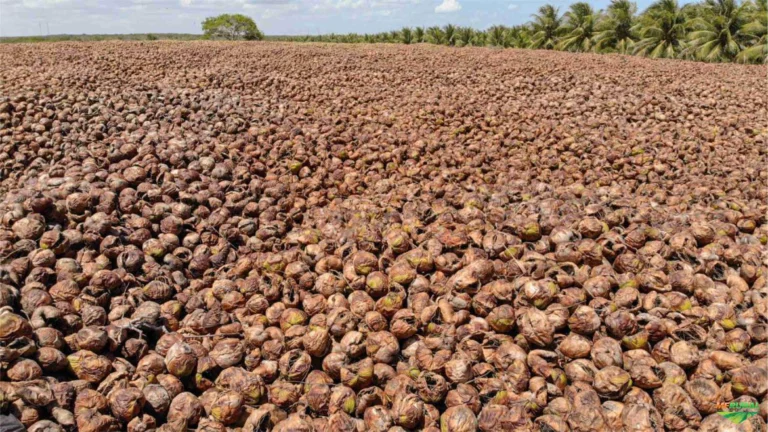 cascas-de-coco-secas