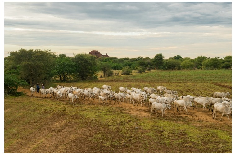 Nordeste a Bahia com maior rebanhod e gado