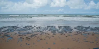 Manchas de óleo nas praias do Nordeste