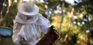 Pequenos produtores representam 82% da produção apícola do Brasil Foto Agência Brasília