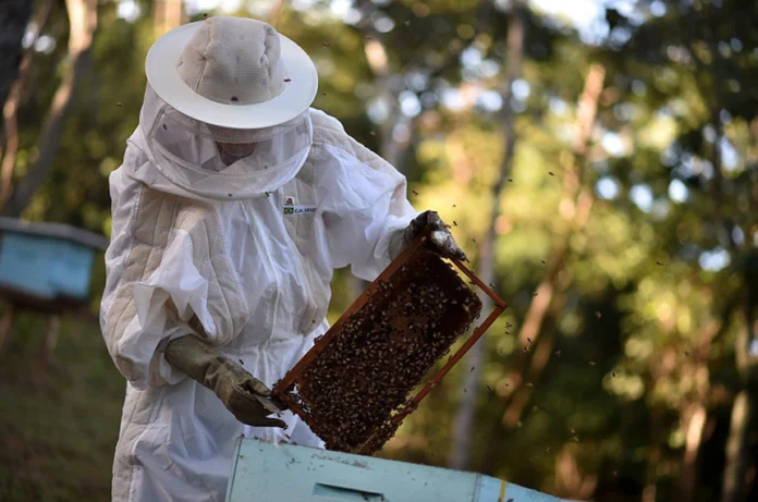 Pequenos produtores representam 82% da produção apícola do Brasil Foto Agência Brasília