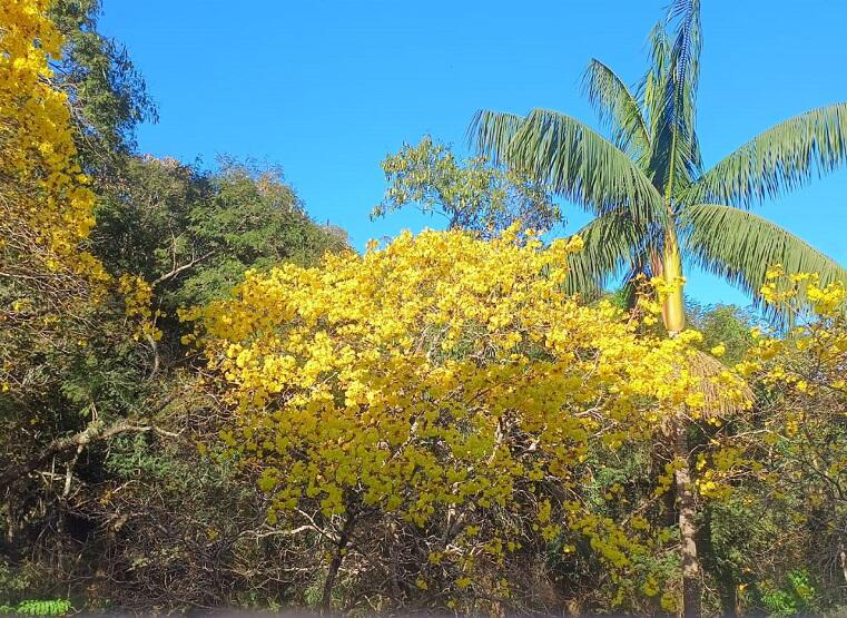 Primavera no nordeste