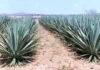 Agave