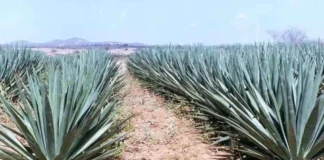 Agave