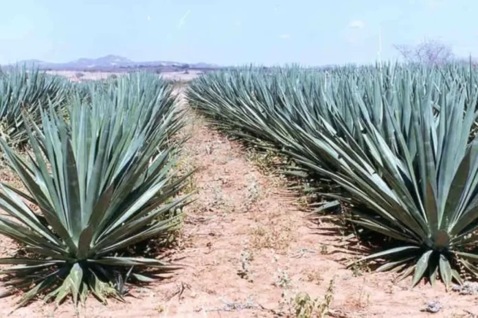 Agave