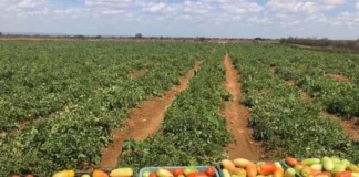 Produção de Tomate