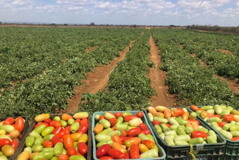 Produção de Tomate