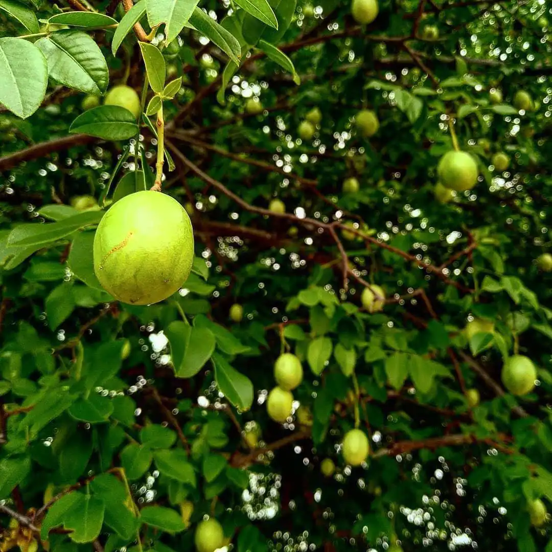 umbu no umbuzeiro