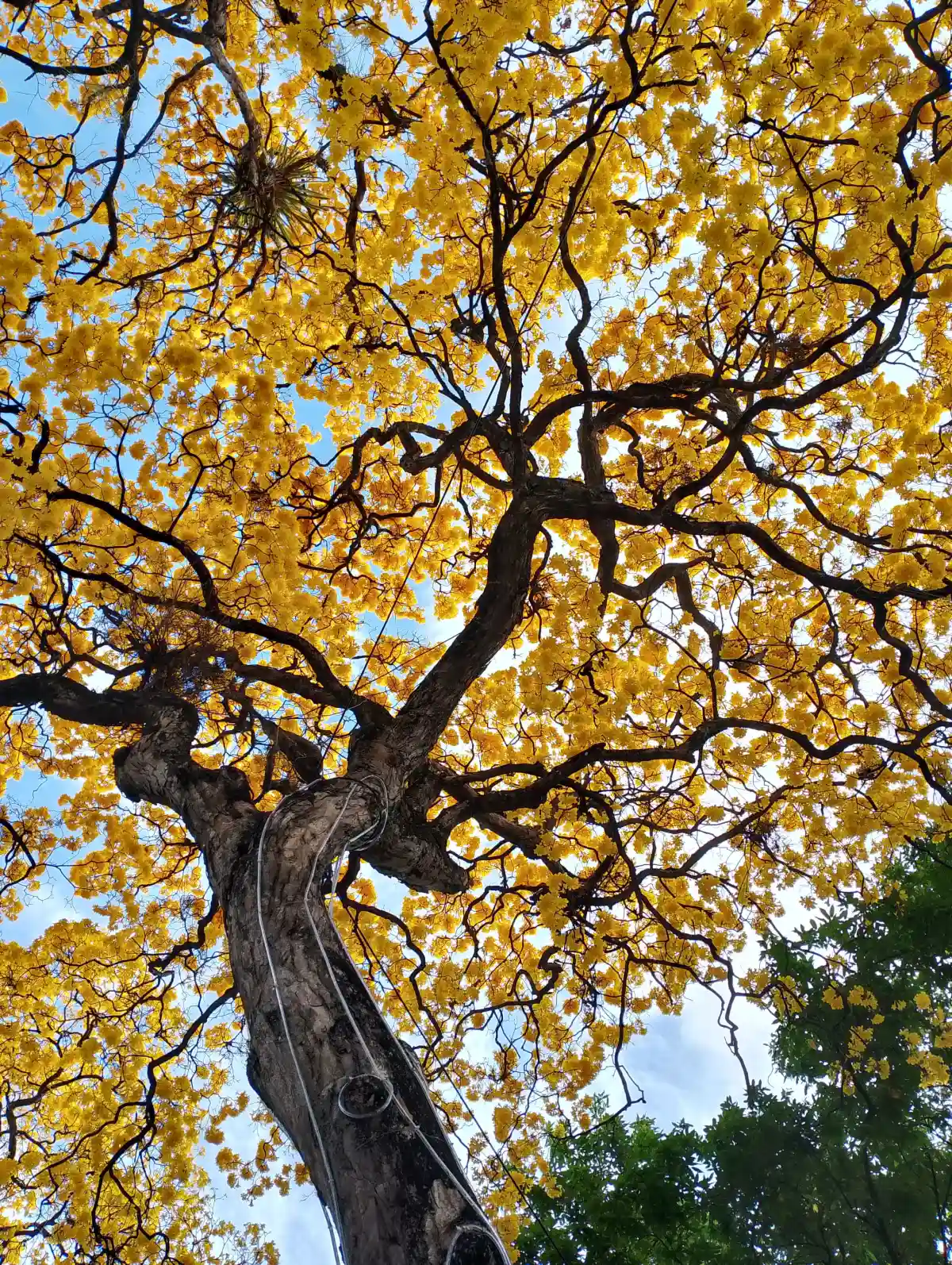 Ipe amarelo em João Pessoa foto Zayne Moreira