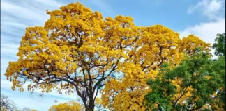 Ipe amarelo em João Pessoa foto Zayne Moreira