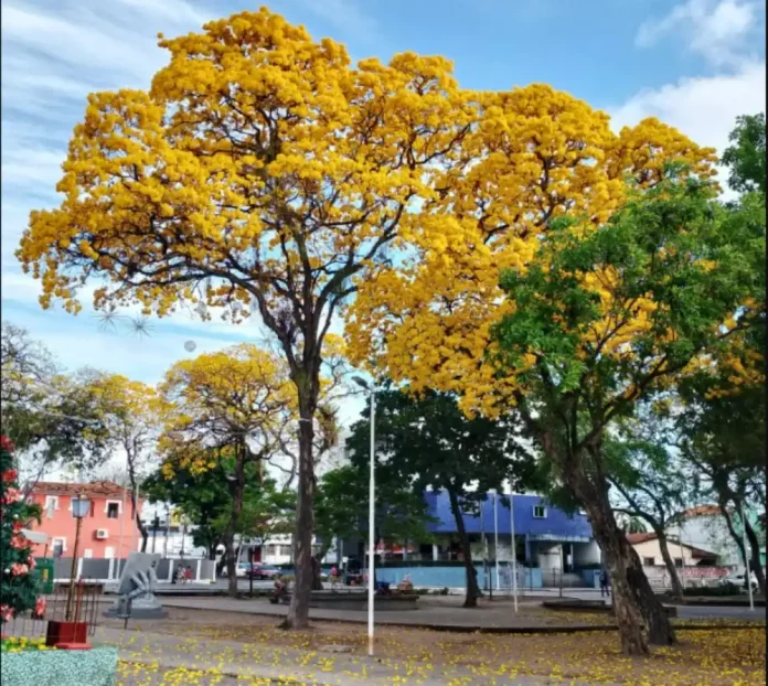 Ipe amarelo em João Pessoa foto Zayne Moreira