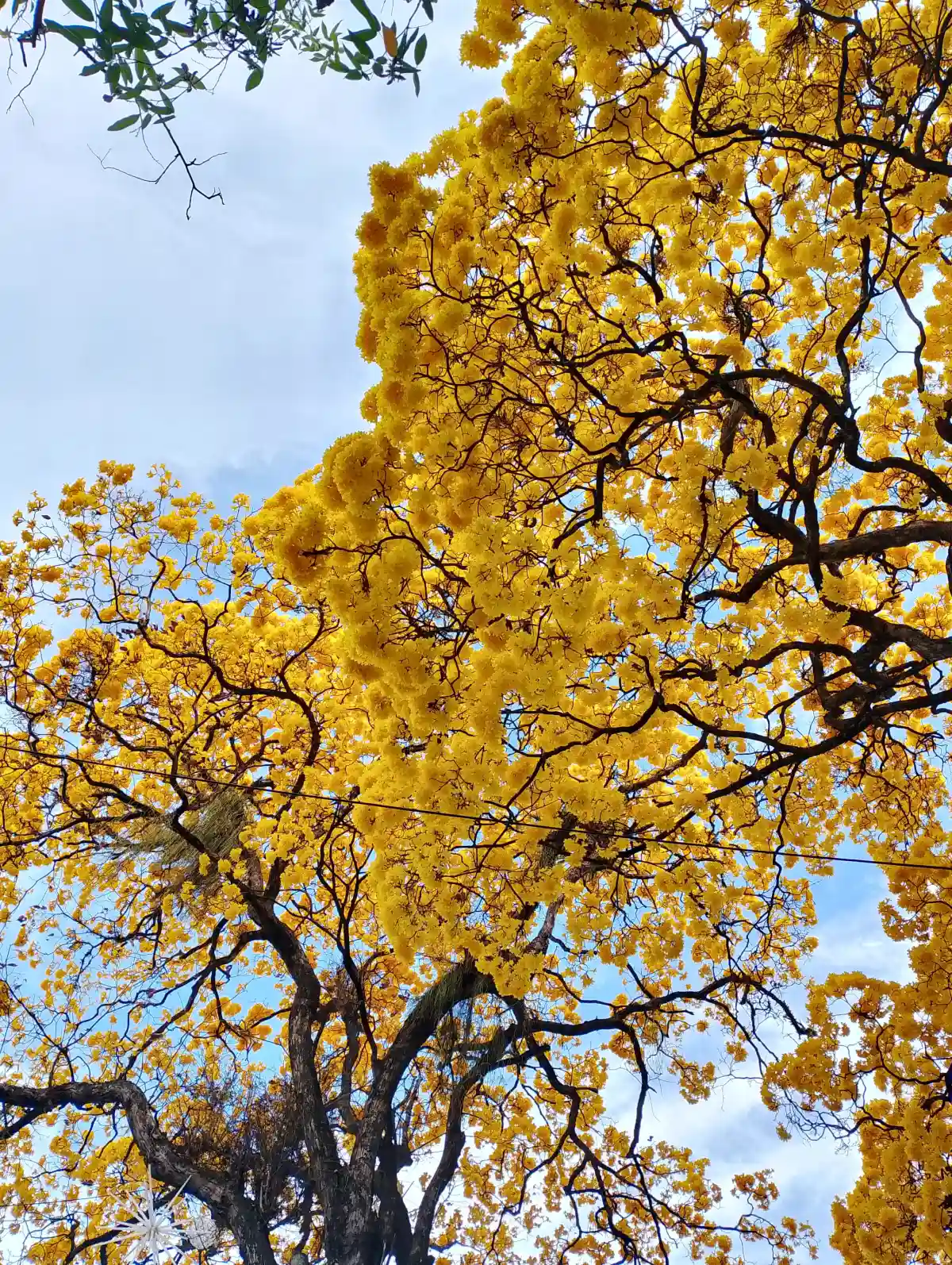 Ipe amarelo em João Pessoa foto Zayne Moreira