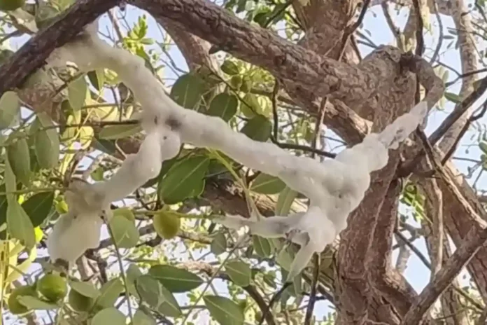 'Gelo' em árvore no Sertão. Imagem: Reprodução/ Cariri Notícias