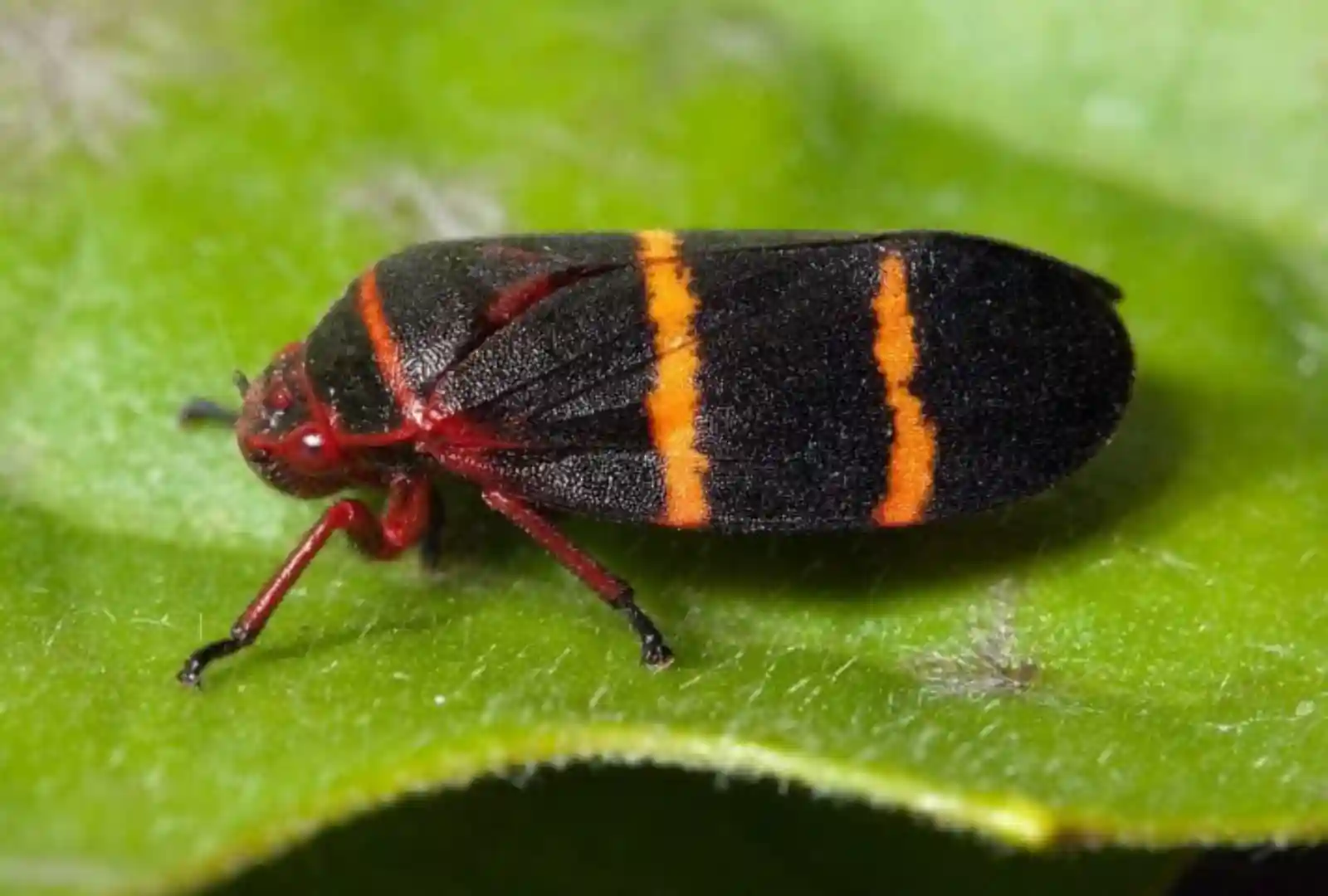 Cigarrinha Prosapia bicincta. Foto: Divulgação