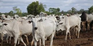 rebanho do Maranhão