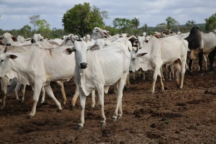 rebanho do Maranhão