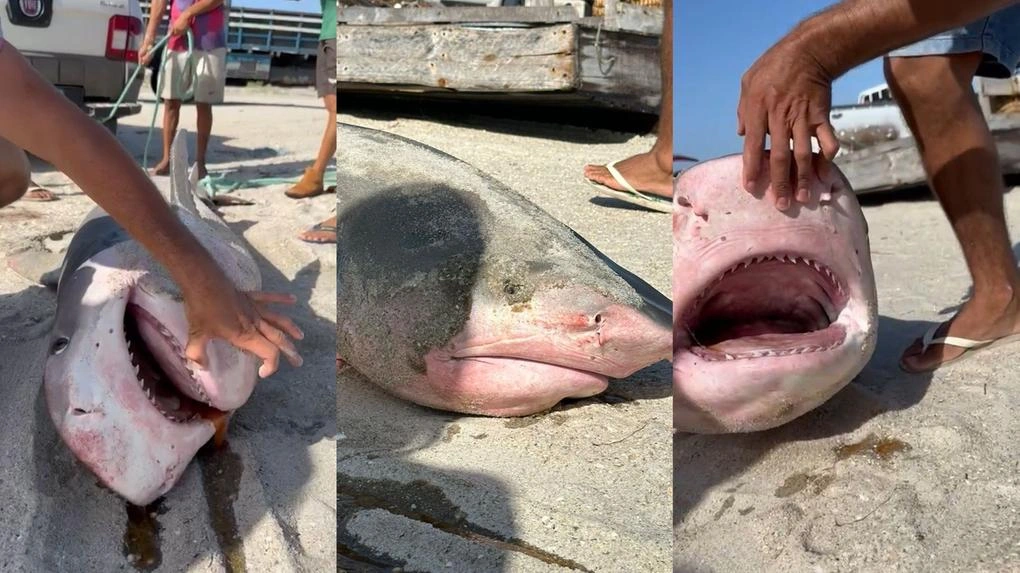 tubarão capturado em praia do ceara