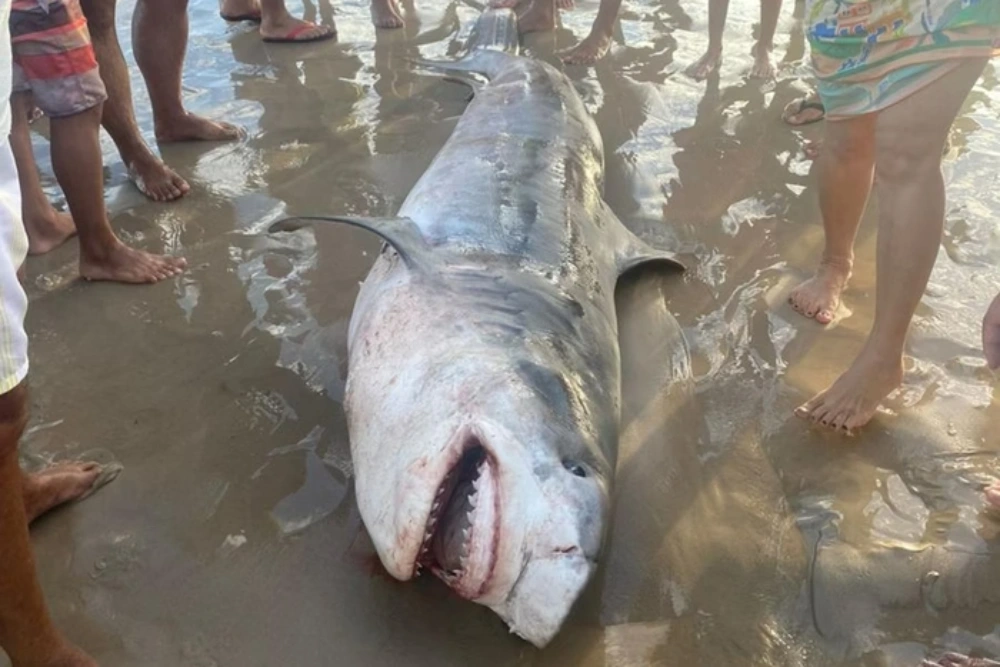 tubarão togre pescado em Sergipe foto reprodução