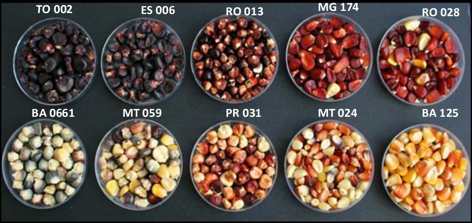 Estudo de diferentes plantações de milho no Brasil. Foto: Embrapa