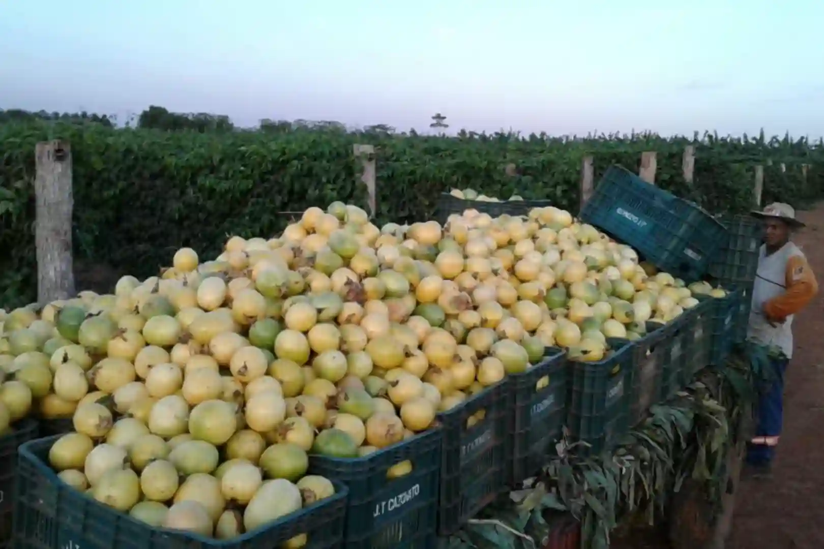 O objetivo do programa é potencializar a produção agrícola. Foto: Governo do Mato Grosso.