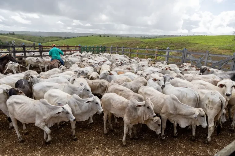 rebanho bovino sergipe foto divulgação