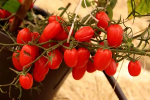 Tomate cereja grape foto Cladio-Bezerra-Melo-Embrapa