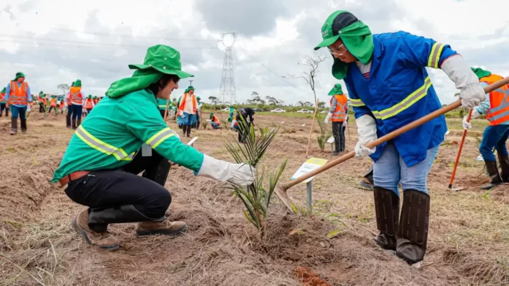 Acelen Renováveis plantará 800 mil mudas em 1.500 hectares na Bahia