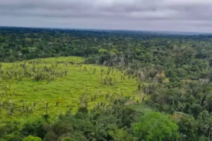 Floresta tropical. Foto: © Polícia Federal/Gov.Br