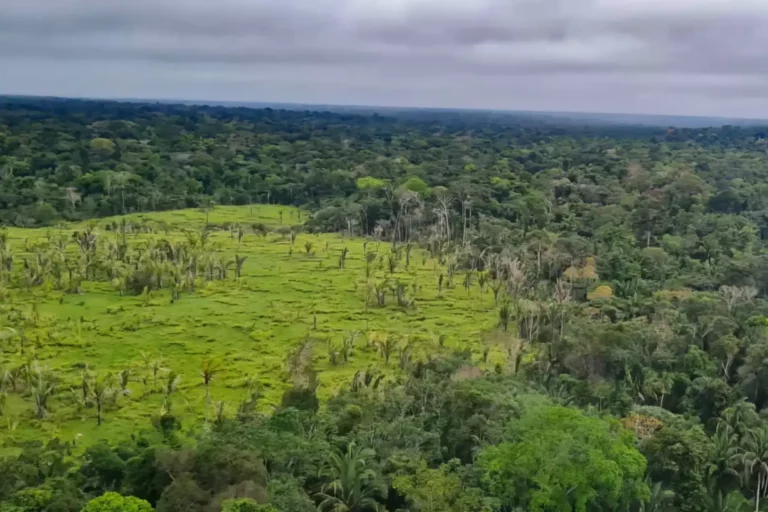 Floresta tropical. Foto: © Polícia Federal/Gov.Br
