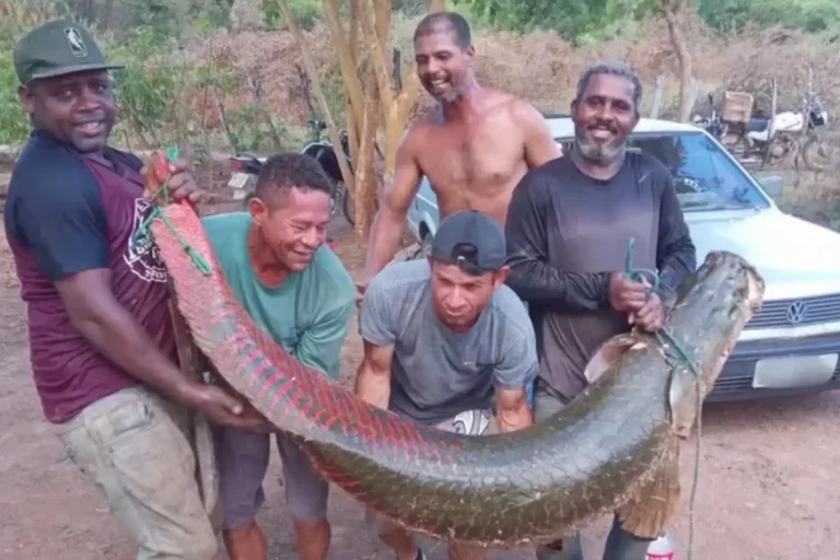 Peixe de 2 metros capturado na Bahia. Foto: Reprodução.